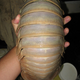 Image for article titled 12 More Real Animals We Can’t Believe Aren't Pokémon